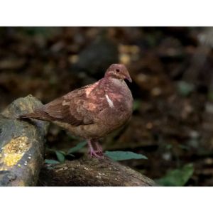 Quail-Dove