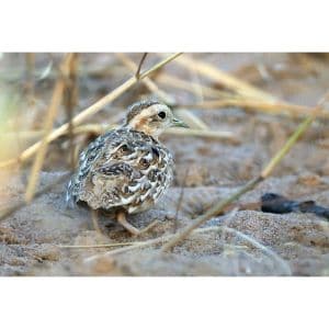 Quail-Plover