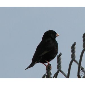 Quailfinch-Indigobird