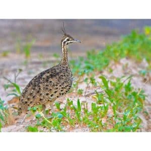 Quebracho-Crested-Tinamou