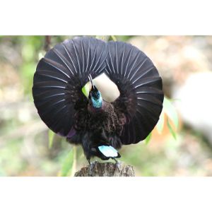 Queen-Victorias-Riflebird