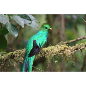 Quetzal