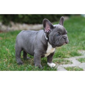 oyal-Blue-Frenchie