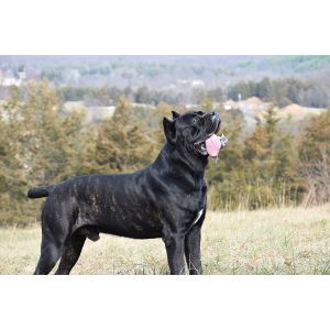 San-Rocco-Cane-Corso