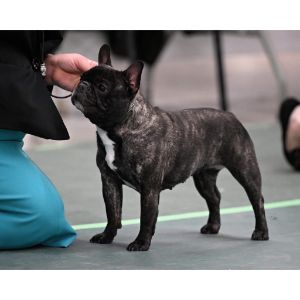 Serene-Prairie-French-Bulldogs