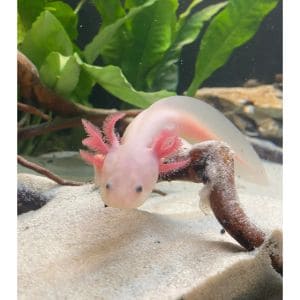 Should-Axolotls-Shed