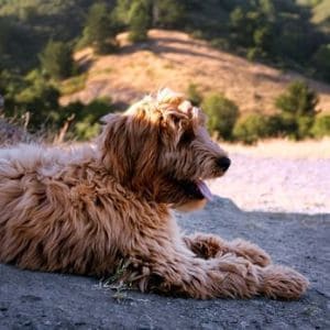 Sierra-Vista-Labradoodles