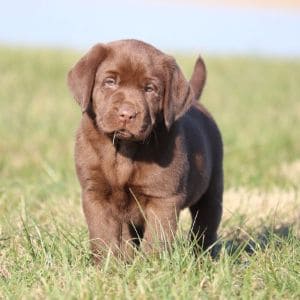 Simpsons-Labrador-Retrievers