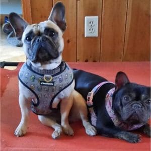 Southern-New-England-French-Bulldogs