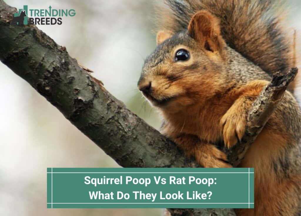 Squirrel-Poop-Vs-Rat-Poop-What-Do-They-Look-Like-template