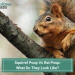 Squirrel Poop Vs Rat Poop: What Do They Look Like? (2023)