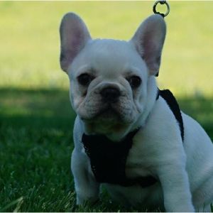 Stargate-French-Bulldogs