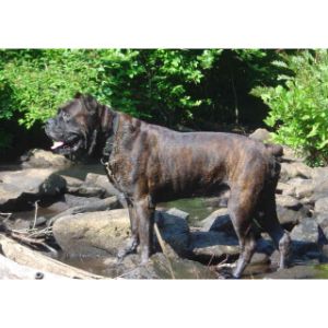 Stonecroft-Cane-Corso