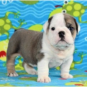 Sugarplum-Bulldogs