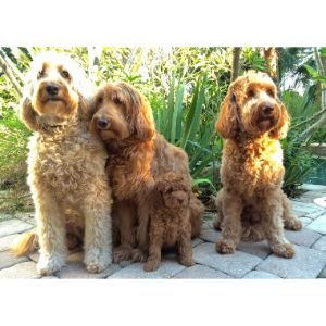 Tampa-Bay-Australian-Labradoodles