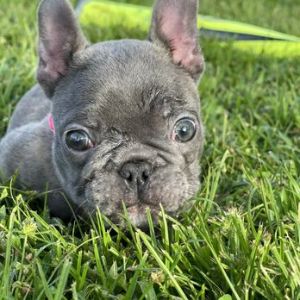 Tatos-Frenchies-Breeder