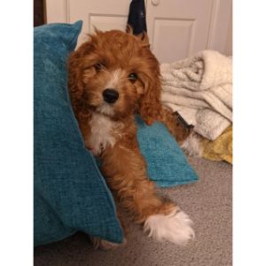 The-4-Best-Cavapoo-Breeders-in-Los-Angeles