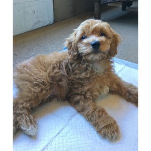 The-4-Best-Cockapoo-Breeders-in-Massachusetts