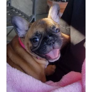 The-4-Best-French-Bulldog-Breeders-in-Alabama