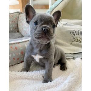 The-4-Best-French-Bulldog-Breeders-in-Oklahoma