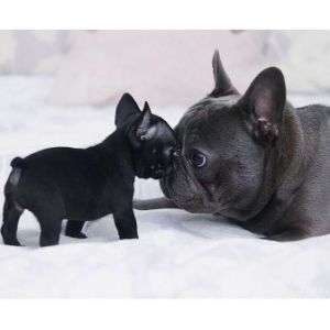 The-4-Best-French-Bulldog-Breeders-in-San-Diego