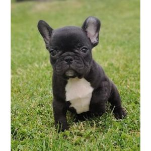 The-5-Best-French-Bulldog-Breeders-in-Washington