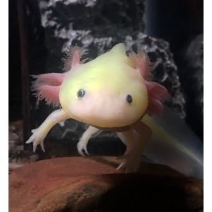 The-7-Reasons-Why-Axolotls-Shed