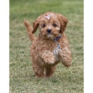 The-Best-Cavapoo-Breeders-in-Tennessee