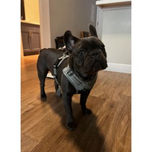 The-Best-French-Bulldog-Breeders-in-Los-Angeles