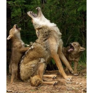 The Coyote Jaw and Its Dimensions | Trending Breeds