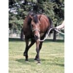 Mango Worms in Dogs: Signs, Causes, Treatment & Prevention (2023)