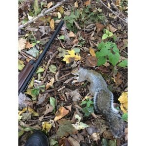 Tips-for-Hunting-with-a-Squirrel-Dog