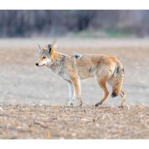 Tips-for-Protecting-Your-Pet-from-Coyotes