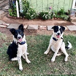 Top Shock Collar To Keep Dog In Yard