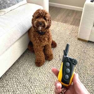 Top Shock Collar with Remote - skip