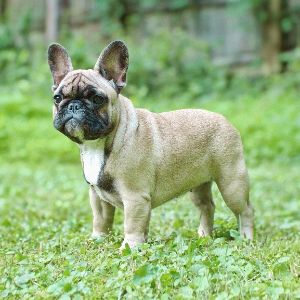 Vixbull-French-Bulldogs