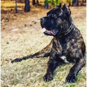 Vulcan-Cane-Corso