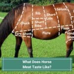 What Does Horse Meat Taste Like? You'll be Surprised! (2023)