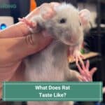 What Does Rat Taste Like? (And How Do You Cook It?) (2023)