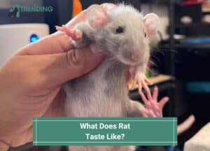 What-Does-Rat-Taste-Like-template