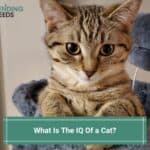 What Is The IQ Of A Cat? How Smart Are Cats? (2023)