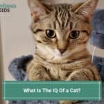 What-Is-The-IQ-Of-A-Cat-template