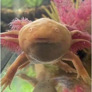 What-Is-the-Slime-in-My-Axolotl-Tank