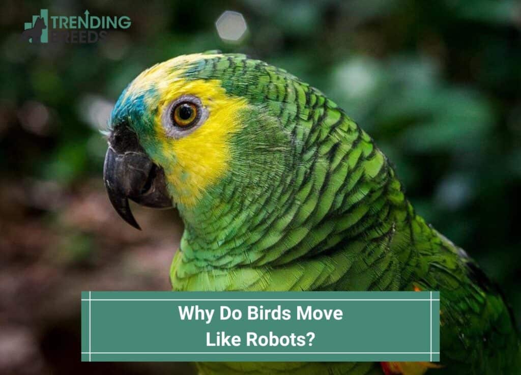 Why-Do-Birds-Move-Like-Robots-template