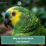 Why Do Birds Move Like Robots? Answers You Need to Know! (2023)