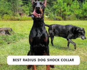 best radius dog shock collar