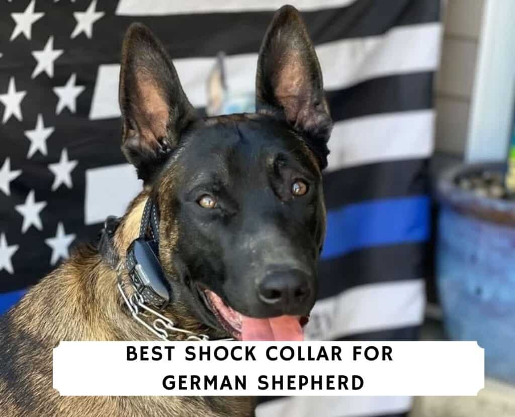 best shock collar for german shepherd