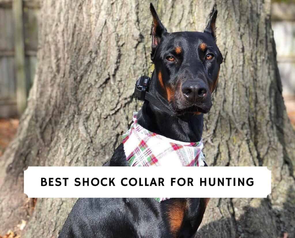 best shock collar for hunting