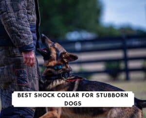 best shock collar for stubborn dogs