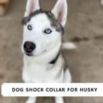 dog shock collar for husky- skip
